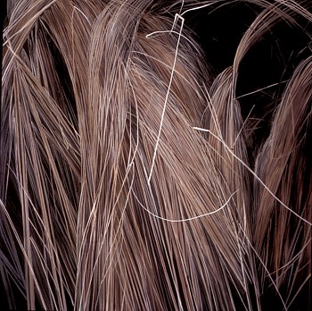 WEB KITCHEL DORMANTGRASS1 30X30