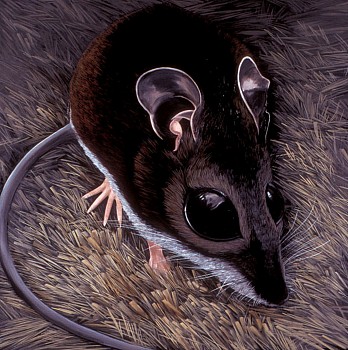 WEB KITCHEL WHITEFOOTEDDEERMOUSE 29X29