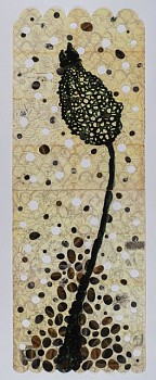 HERNANDO Anethum graveolens