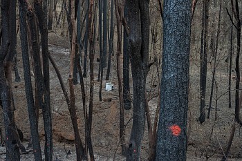 forsman fire hard seasons