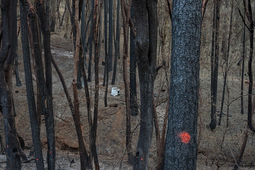 CHUCK FORSMAN, HARD SEASONS: FIRE
pigment ink on rag paper