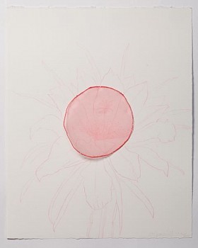 amh flordepitahaya