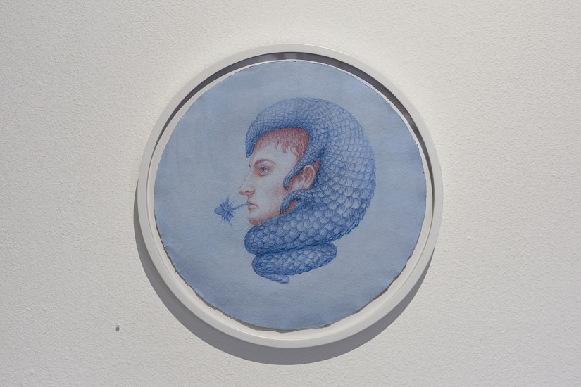 KAHN + SELESNICK, PANGOLIN BONAPARTE<br />
pastel and conte crayon on paper