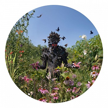 butterfly man