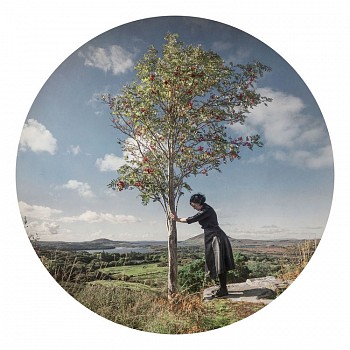 rowan tree