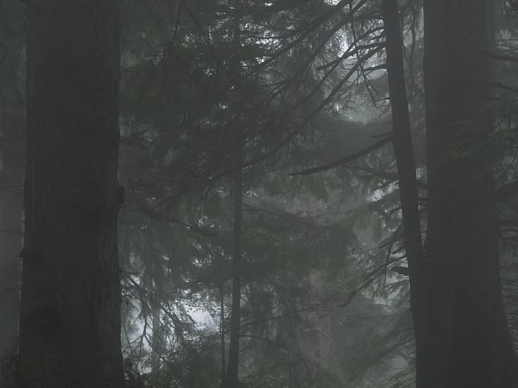 KEVIN O'CONNELL, FOG JOURNAL (GREEN F-2810)<br />REFUGE OF THE CANOPY
pigment print mounted on Dibond