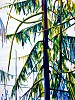 CLAIRE SHERMAN, TREES AND WATER 18/30
color lithograph