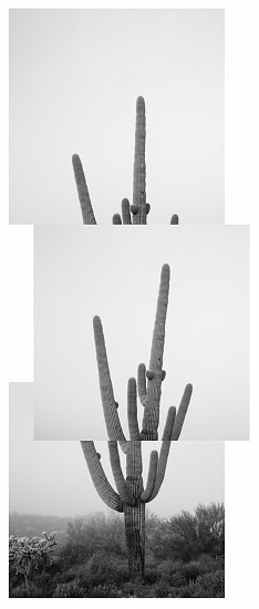 MICHAEL BERMAN, SAGUARO 5843 2/12
pigment print on Kozo paper