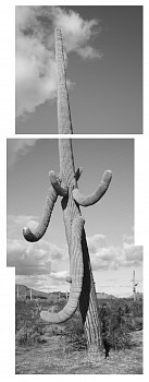 sag20 6176 comp az saguaro ville sonoran desert landscape michael berman
