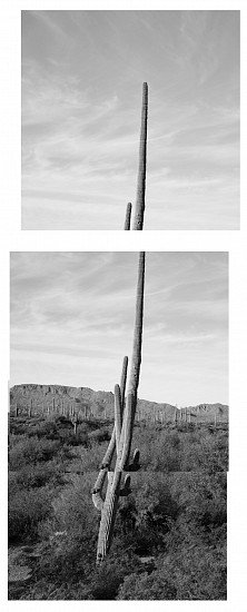 MICHAEL BERMAN, SAGUARO 7038 2/12
pigment print on Kozo paper