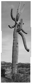 sag20 7161 comp az saguaro ville sonoran desert landscape michael berman