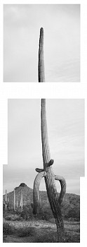 sag20 201971 comp az saguaro ville sonoran desert landscape michael berman