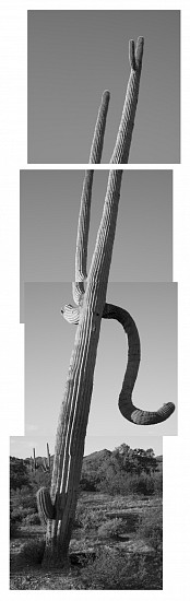 MICHAEL BERMAN, SAGUARO 202405 1/12
pigment print on Kozo paper