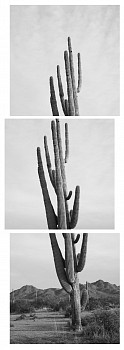 sag20 202913 compud az saguaro ville sonoran desert landscape michael berman