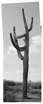 sag20 203216 comp az saguaro ville sonoran desert landscape michael berman