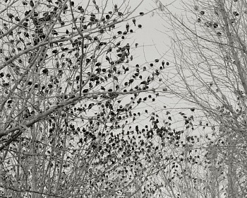 07p.113 birds. janos 5.5