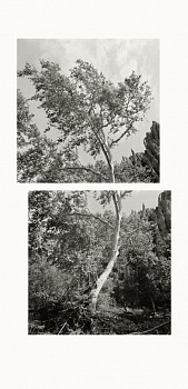 11s127 16 17 young sycamore west fork ver1 1620duo