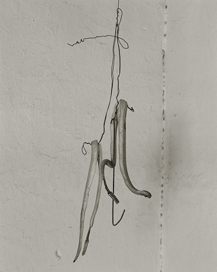 MICHAEL BERMAN, TWO SNAKES ON A WIRE, COYAMITO, SUD 2/3
pigment print