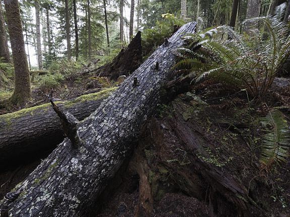 KEVIN O'CONNELL, FALLEN TREES"" 0586
pigment print mounted on Dibond