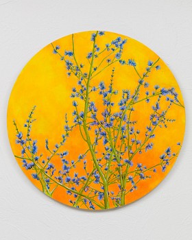 bumiller chicory 24x24.jpeg
